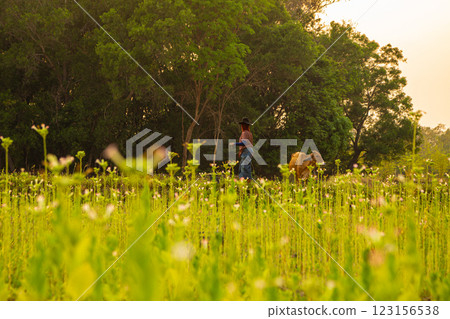 The beauty of the tobacco (Nicotiana tabacum Linn) flower fields in the evening. The beauty of the tobacco (Nicotiana tabacum Linn) flower fields in the evening. 123156538