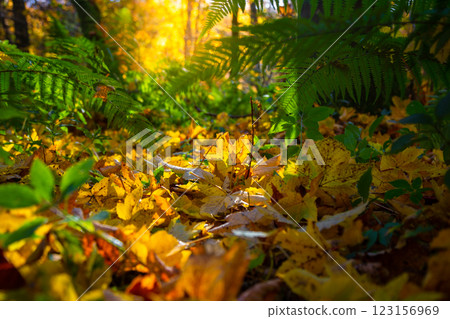 The  Hermitage is a woodland walk with stunning views of the waterfall, river, and a great place to enjoy and take in nature and the relaxing atmosphere especially in autumn, Dunkeld, Perth, Scotland  123156969