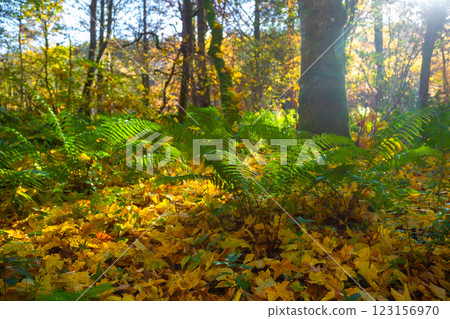 The  Hermitage is a woodland walk with stunning views of the waterfall, river, and a great place to enjoy and take in nature and the relaxing atmosphere especially in autumn, Dunkeld, Perth, Scotland  123156970