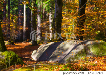 The  Hermitage is a woodland walk with stunning views of the waterfall, river, and a great place to enjoy and take in nature and the relaxing atmosphere especially in autumn, Dunkeld, Perth, Scotland  123156971