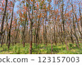 In the summer, the leaves in rubber trees will start to change from green to orange, which is the time to stop tapping rubber in Pathio, Chumphon  123157003
