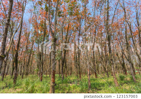 In the summer, the leaves in rubber trees will start to change from green to orange, which is the time to stop tapping rubber in Pathio, Chumphon  123157003