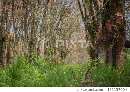 In the summer, the leaves in rubber trees will start to change from green to orange, which is the time to stop tapping rubber in Pathio, Chumphon  123157004