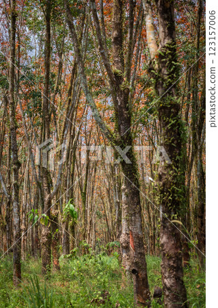 In the summer, the leaves in rubber trees will start to change from green to orange, which is the time to stop tapping rubber in Pathio, Chumphon  123157006