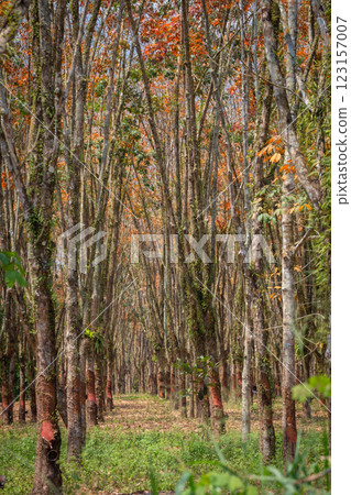 In the summer, the leaves in rubber trees will start to change from green to orange, which is the time to stop tapping rubber in Pathio, Chumphon  123157007