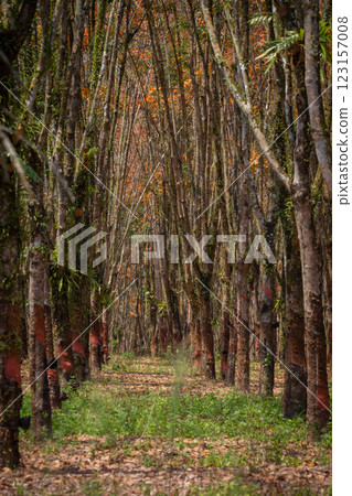 In the summer, the leaves in rubber trees will start to change from green to orange, which is the time to stop tapping rubber in Pathio, Chumphon  123157008
