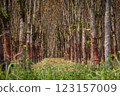 In the summer, the leaves in rubber trees will start to change from green to orange, which is the time to stop tapping rubber in Pathio, Chumphon  123157009