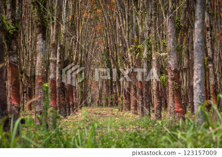 In the summer, the leaves in rubber trees will start to change from green to orange, which is the time to stop tapping rubber in Pathio, Chumphon In the summer, the leaves in rubber trees will start to change from green to orange, which is the time to stop tapping rubber in Pathio, Chumphon 123157009