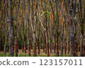 In the summer, the leaves in rubber trees will start to change from green to orange, which is the time to stop tapping rubber in Pathio, Chumphon  123157011