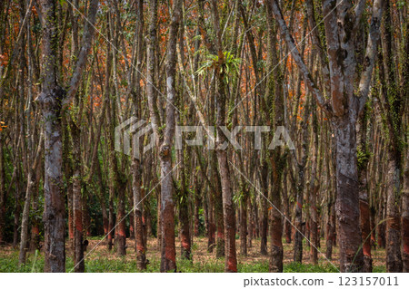 In the summer, the leaves in rubber trees will start to change from green to orange, which is the time to stop tapping rubber in Pathio, Chumphon  123157011