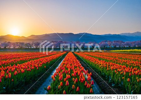 船川朝日（春天/黎明） 123157165