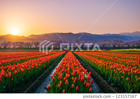 Asahi Funakawa (spring/dawn) 123157167