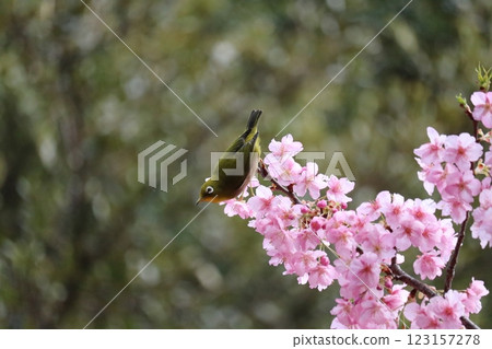 White-eye resting on cherry branch White-eye resting on cherry branch 123157278