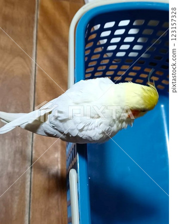 A hand-held cockatiel perched on a laundry basket A hand-held cockatiel perched on a laundry basket 123157328
