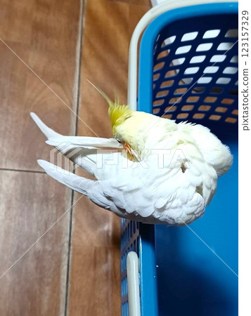 A hand-held cockatiel perched on a laundry basket A hand-held cockatiel perched on a laundry basket 123157329