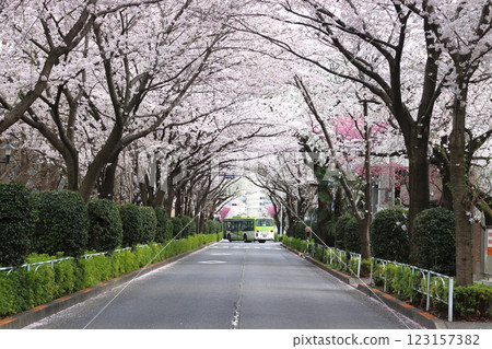 Cherry blossom trees lined the side of the Ajinomoto National Training Center (Kita Ward, Tokyo) 123157382