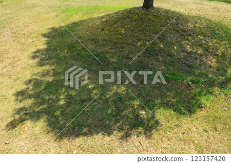 Shade of tree 123157420