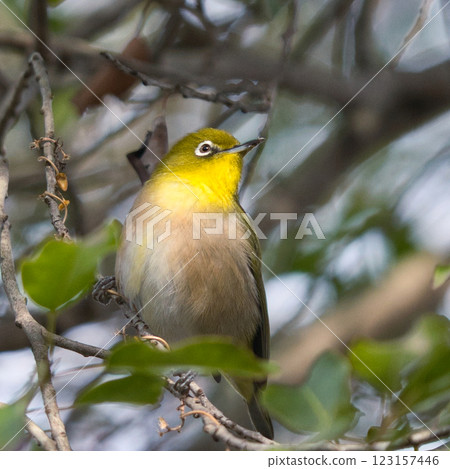 假日散步:一隻繡眼鳥棲息在公園的樹枝上① 假日散步:一隻繡眼鳥棲息在公園的樹枝上① 123157446