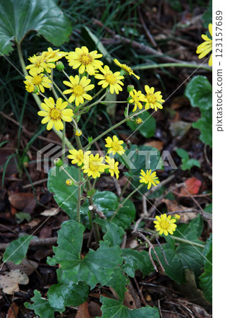 Tsuwabuki flower 123157689