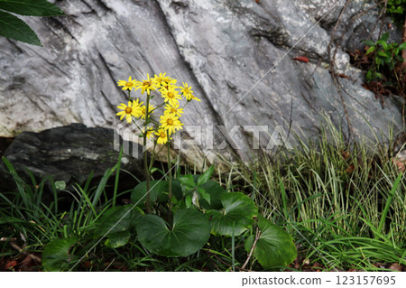 Tsuwabuki flower 123157695