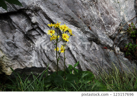 Tsuwabuki flower 123157696