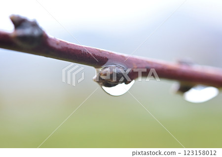 Peach branch 123158012