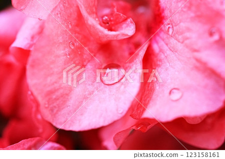紅色花瓣上的水滴 123158161