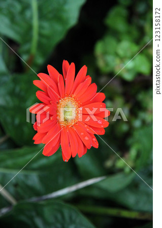 紅色非洲菊 紅色非洲菊 123158172