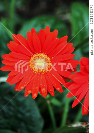 紅色非洲菊 123158173