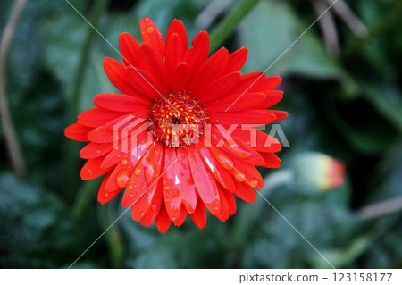 Red Gerbera Red Gerbera 123158177