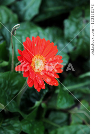 紅色非洲菊 123158178