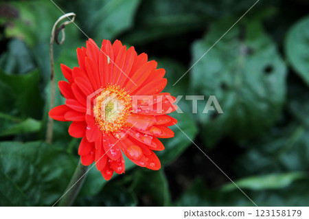 紅色非洲菊 紅色非洲菊 123158179