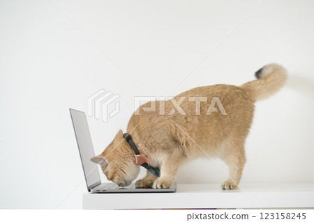 business concept with gold brittish cat costume with necktie and use laptop 123158245