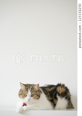 business concept with tabby scottish cat costume with necktie during sit on white table business concept with tabby scottish cat costume with necktie during sit on white table 123158250