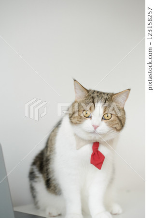 business concept with tabby scottish cat costume with necktie during use laptop and sit on white table 123158257