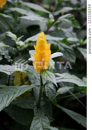 Pakistakis Lutea 123158354