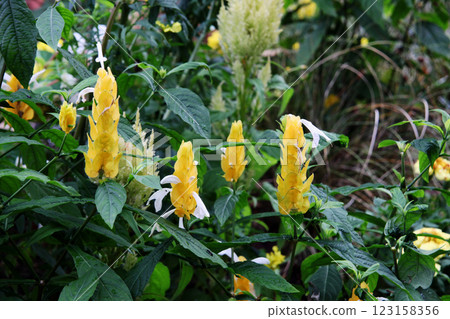 Pakistakis Lutea 123158356