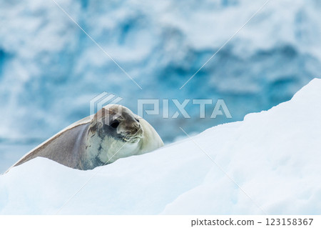 Close-up of a Weddell seal 123158367