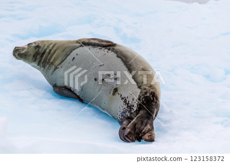 Close-up of a Weddell seal 123158372