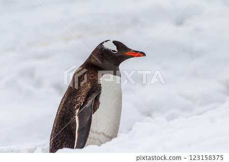 Gentoo colony at Danco Island 123158375