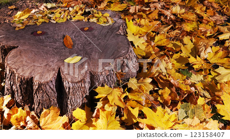 Stump in autumn park Kiev Ukraine 123158407