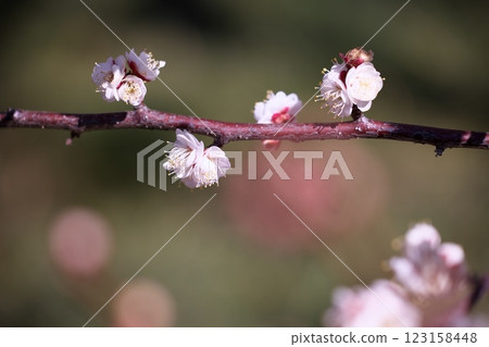 當季梅花照片 當季梅花照片 123158448