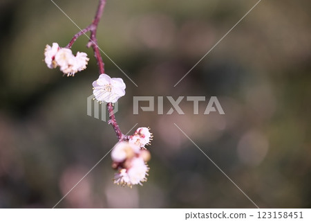 當季梅花照片 123158451