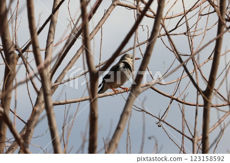 銀椋鳥棲息在樹枝上 123158592