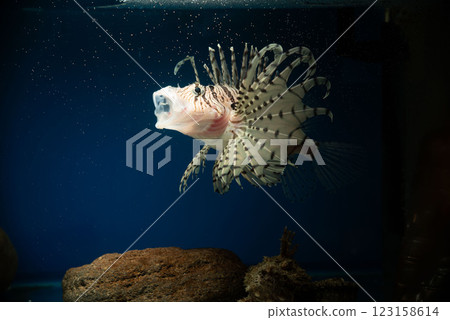 獅子魚、鬼尾魚、蠍子魚、遊動獅子魚、毒魚、虎魚、虎魚、自由軟鰩 123158614