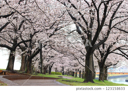 Spring at the cherry blossom lined Akabane Sakura Tsutsumi Park on the Arakawa River (Kita Ward, Tokyo) 123158633