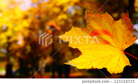 Autumn leaf with a kiss - a kiss of autumn 123158725