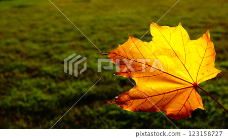 Autumn leaf with a kiss - a kiss of autumn 123158727