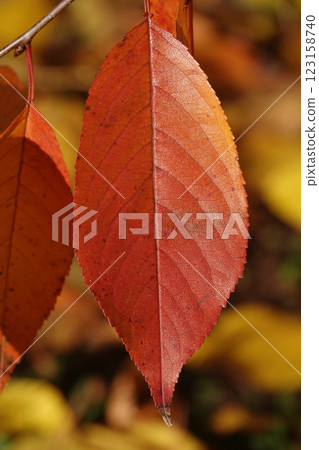 Autumn leaf on a tree branch in sunbeams of light 123158740