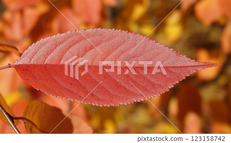 Autumn leaf on a tree branch in sunbeams of light 123158742